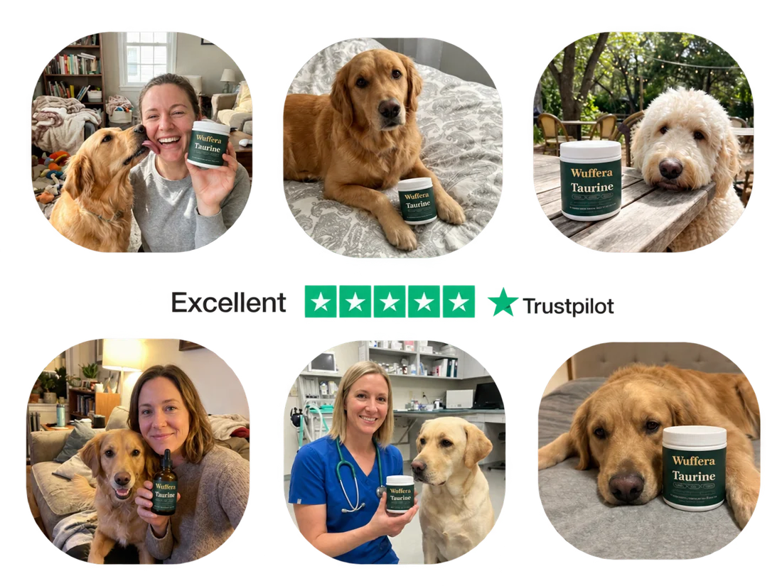 Dog wellness